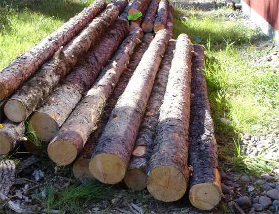 Logdepole Pine Logs